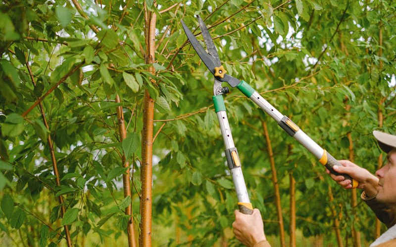 Tree trimming in Warner, SD