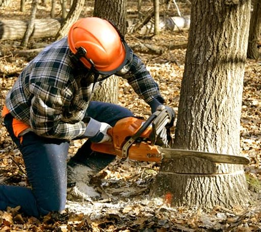 Tree Removal in Warner, SD